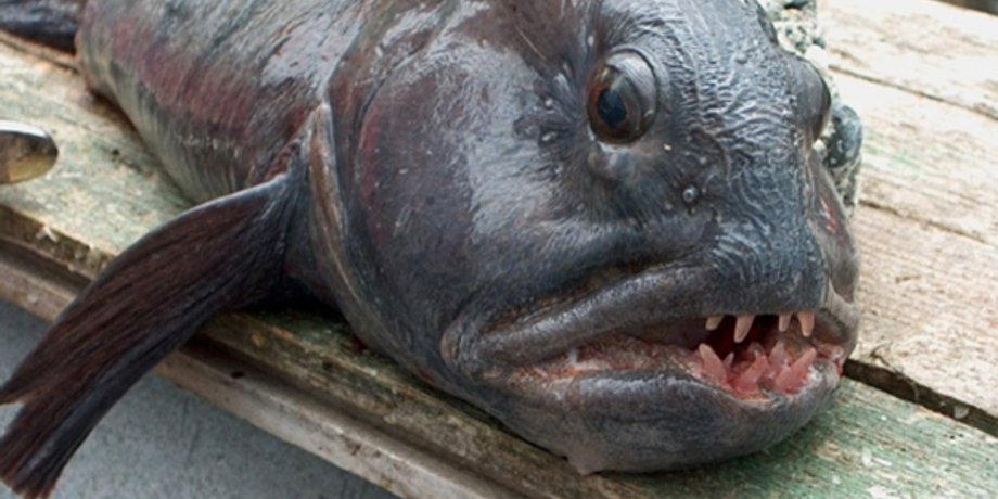 волчий угорь, угреподобная зубатка, Anarrhichthys ocellatus, морская рыба, угорь море, угорь с зубами, морской улов