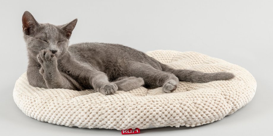 кошка русская голубая