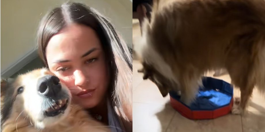 Собака в бассейне, бассейн для собак, колли Джуниор, TikTok видео собака, вирусное видео, курьезная покупка