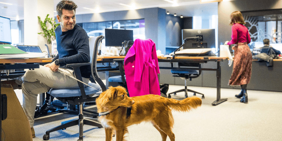 pet-friendly офіс, ринок праці, домашні улюбленці в офісі, домашні улюбленці на робочому місці