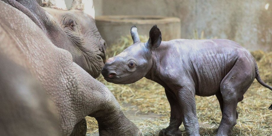 Фото: Potter Park Zoo