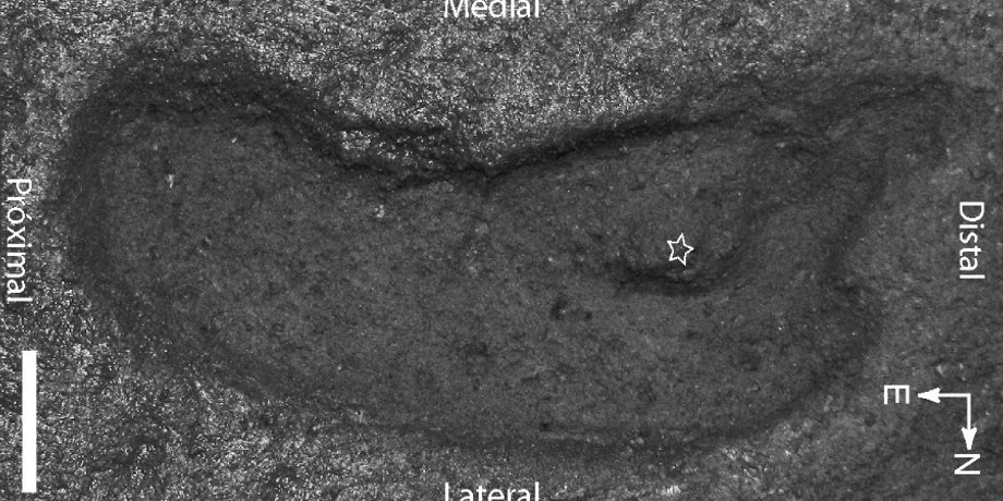 Фото: PLOS