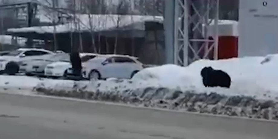 Россия, Нижневартовск, медведь, мужчина, улицы, погоня,