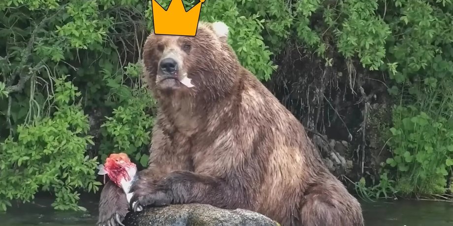 самый толстый мишка