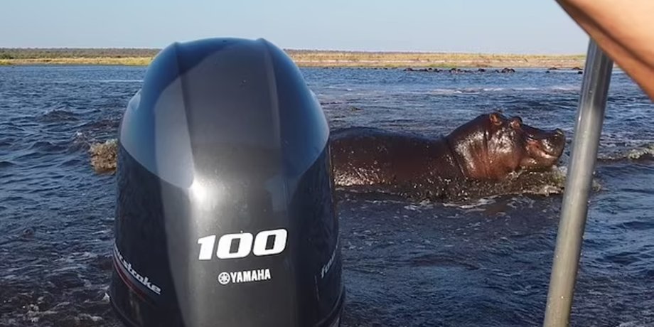 Бегемот напал на лодку с туристами, туристы, прогулка по реке, стадо бегемотов, бегемот напал на туристов, гигантское животное