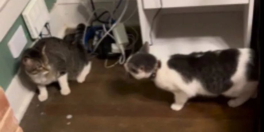 коты