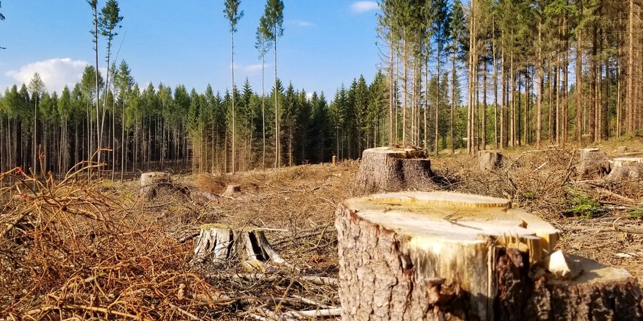 вырубка лесов в украине, вырубка леса