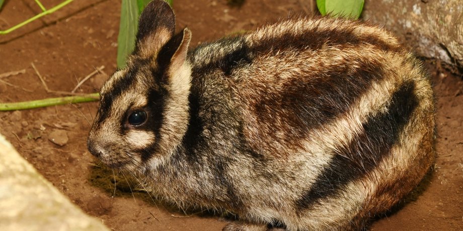смугастий кролик, суматранський кролик