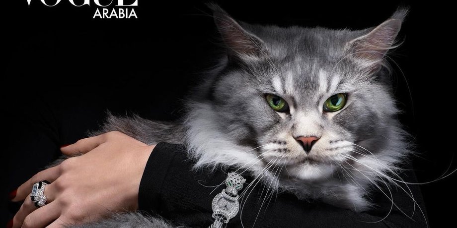 Коты, кошки, кот, кошка, Vogue Arabia