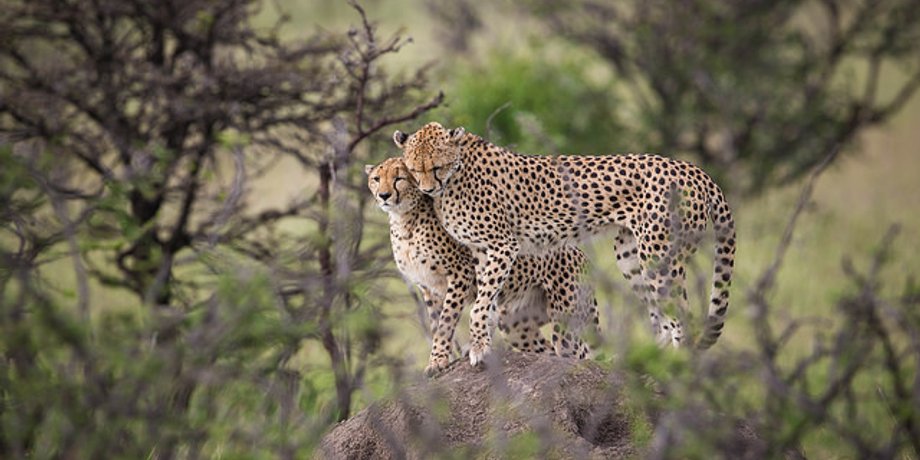 Flickr/MAKE IT KENYA PHOTO / STUART PRICE