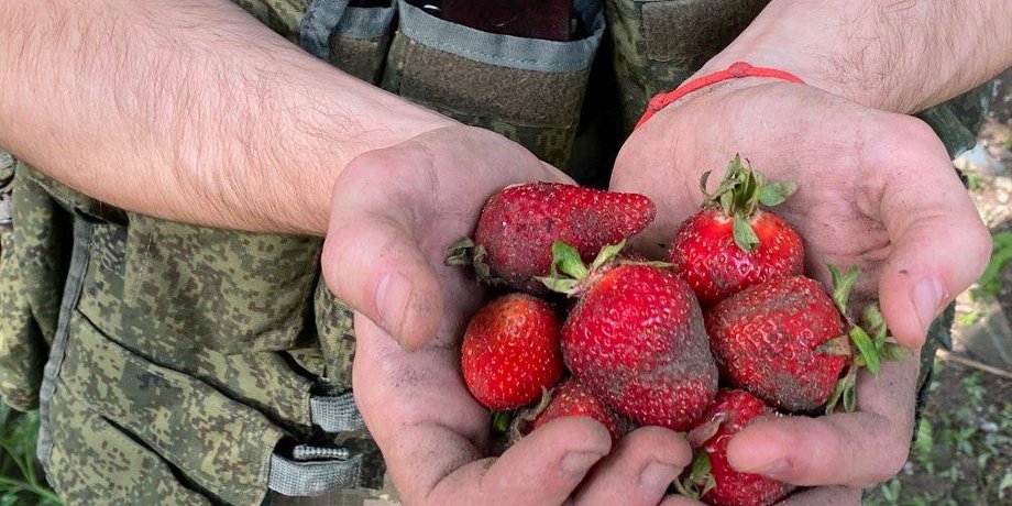 полуниця, херсонська область, окупанти збирають полуницю, російські солдати збирають полуницю