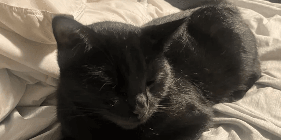 коты чувствуют болезнь, кошки чувствуют онкологию, кошки чувствуют смерть хозяина, как кошки предупреждают об опасности, коты чувствуют энергетику человека, чувствуют ли кошки душевную боль человека, чувствуют ли кошки боль человека,