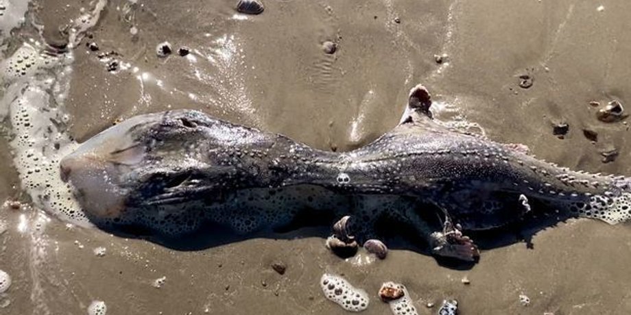 Существо, морское существо, находка