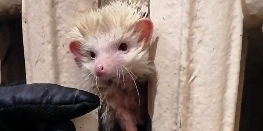їжачок, батарея, порятунок