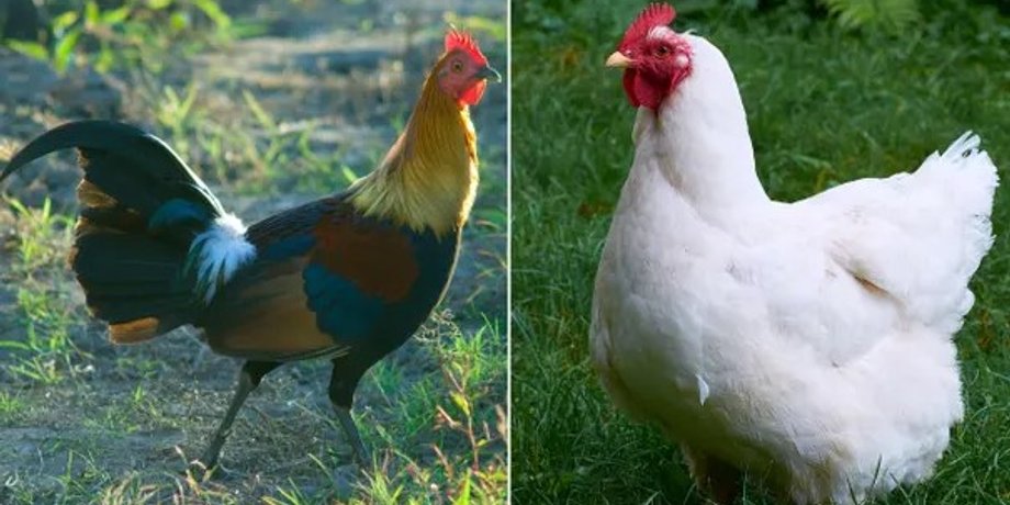 Курица