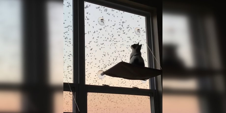 котик с птицами