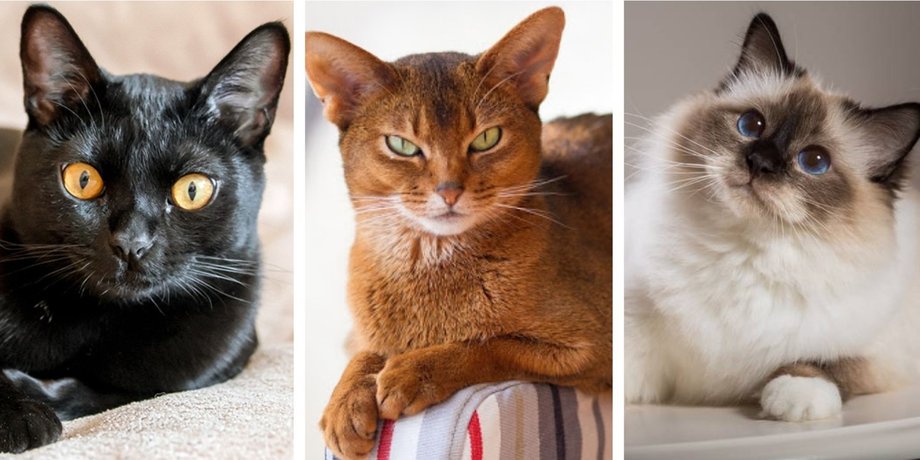 кошки, коллаж, породы кошек