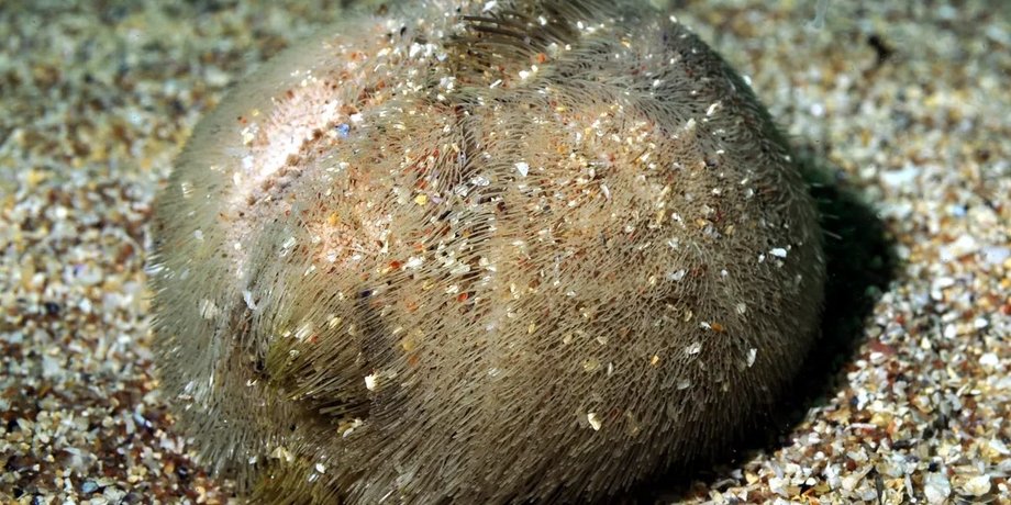 морские ежи, эволюция морских ежей