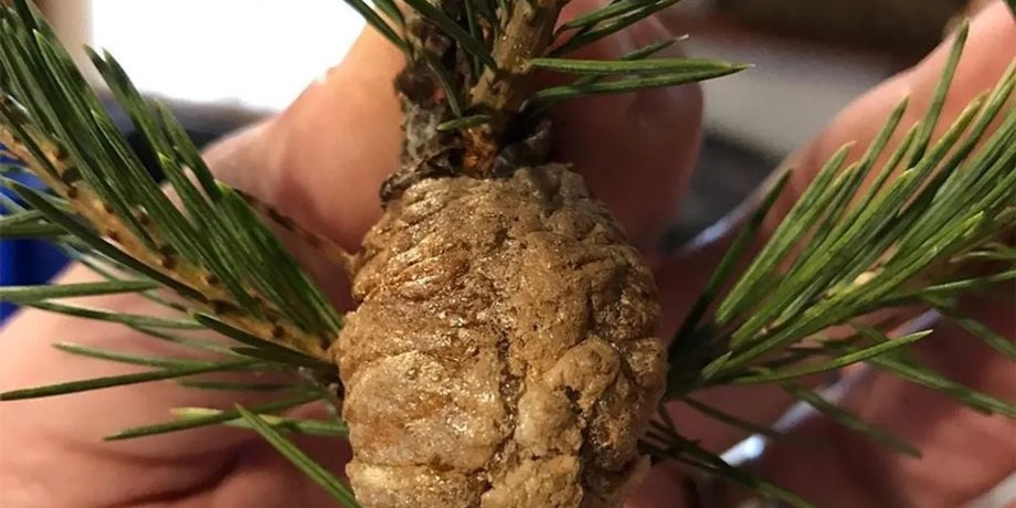 ель, рождественская ель, ель богомолы