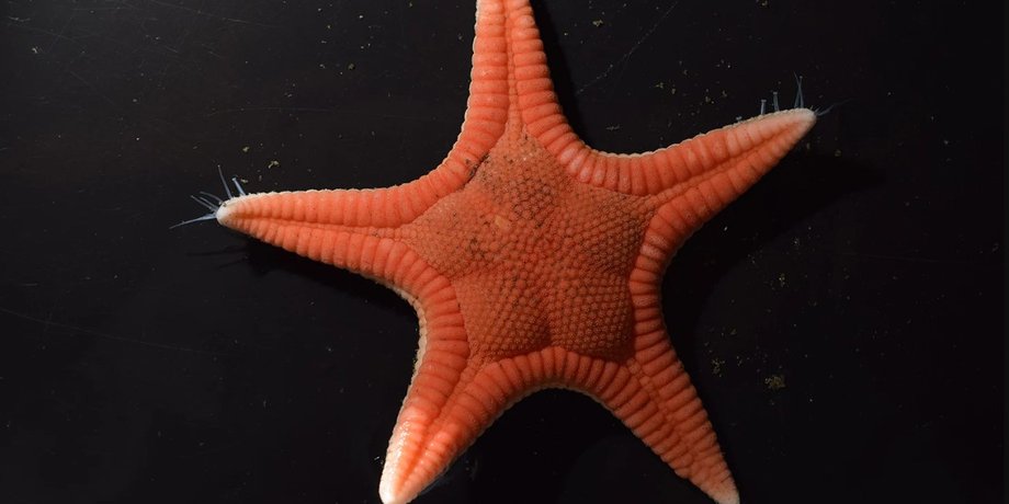 морская звезда, морская звезда новый вид