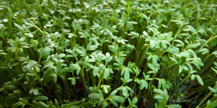cress.info