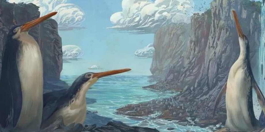Гигантский пингвин Kairuku waewaeroa. Художественная реконструкция.