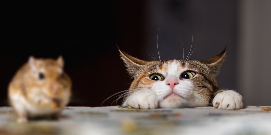 кошки, охота, инстинкт, мышь