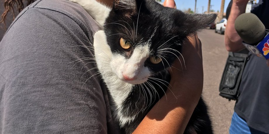Фото: twitter.com/FOX10Phoenix