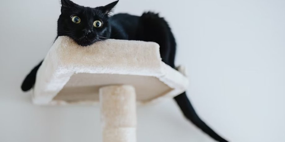 кошка, коты, коты скука
