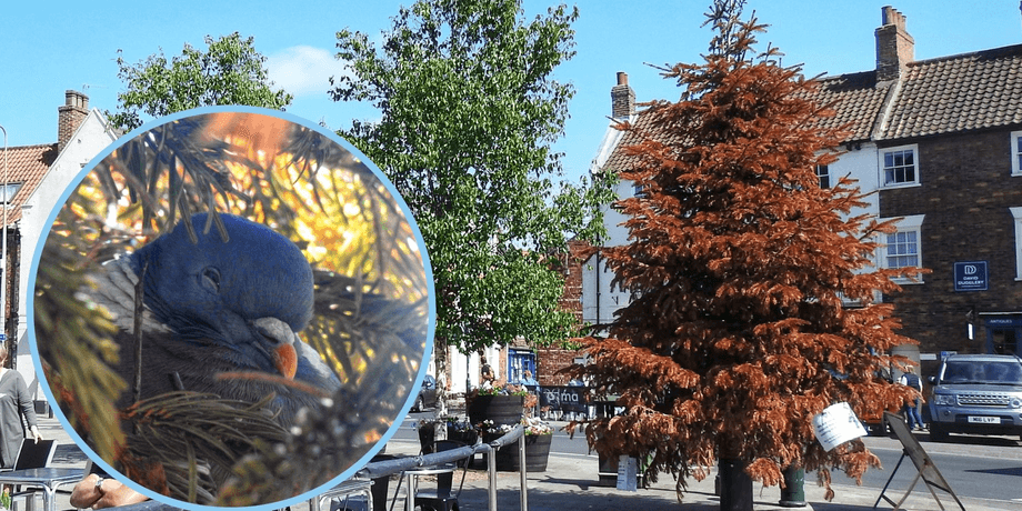 Городская елка, голуби, гнездо, елка, дерево, Рождество, новый год, город, городской совет,