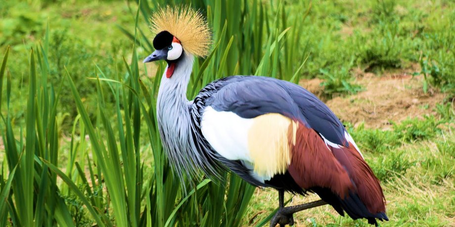 Венценосный журавль, Balearica regulorum gibbericeps