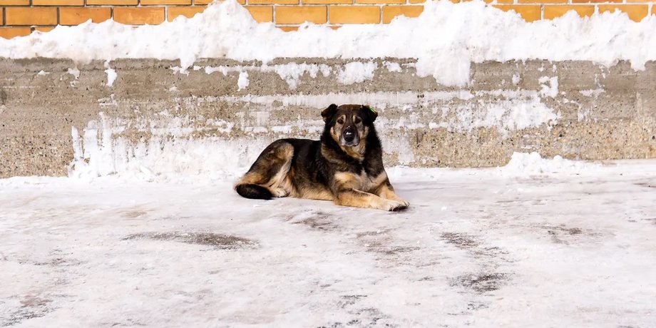 владельцев собак начали штрафовать за содержание на цепи