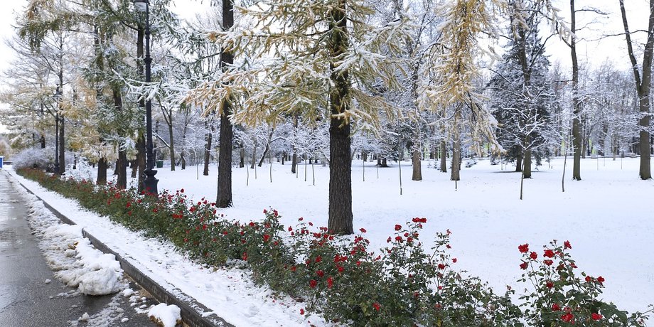 дорога, заморозки, деревья, снег