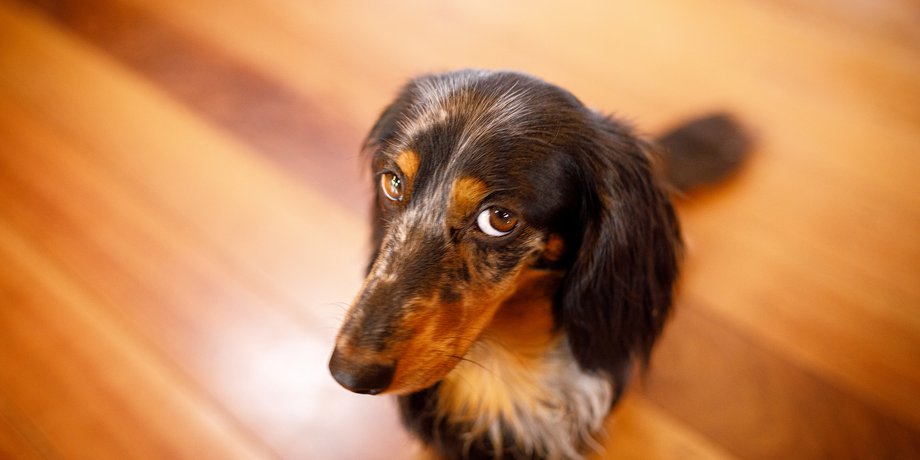 собака