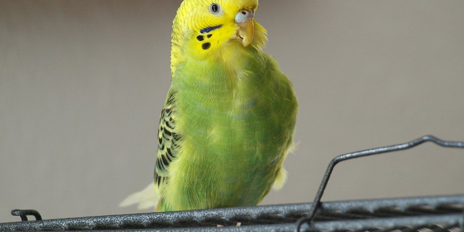 Фото: Pikabu