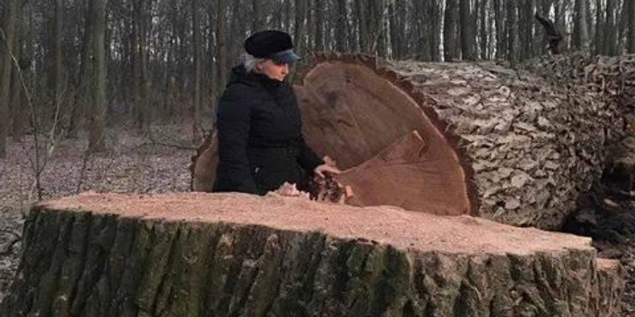 киев, голосеевский парк, дубы, деревья