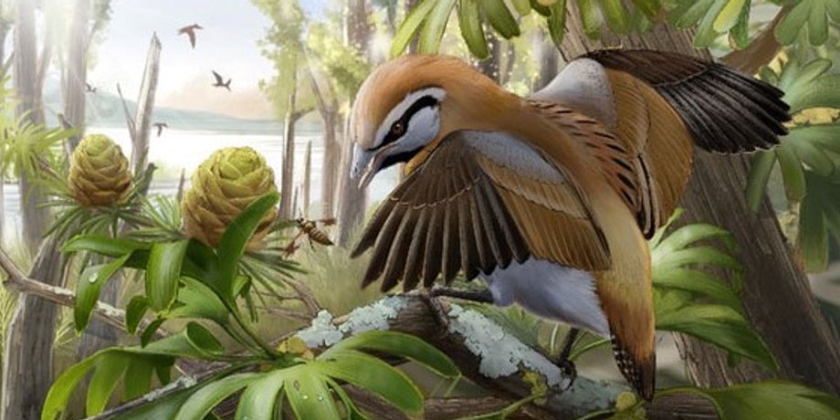 Brevirostruavis macrohyoideus, древній птах, енанціорнісові птахи