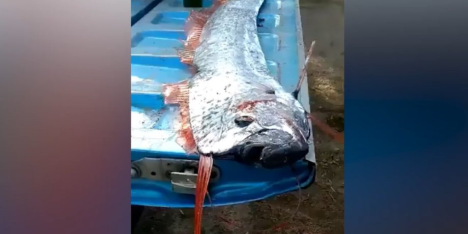 оселедцевий король, риба судного дня, зловили рибу судного дня