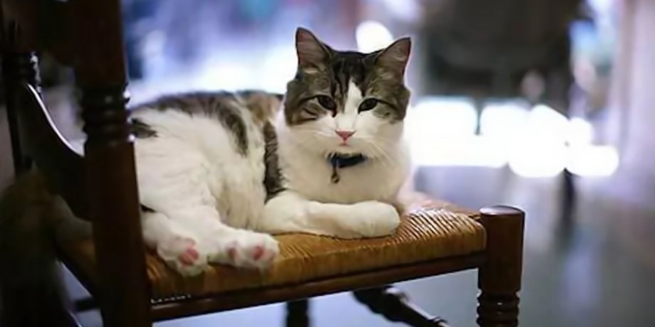 Кот предсказывающий смерть, кот, животное, кот Оскар, прожил 17 лет, предсказывает гибель, прижимался к людям, доктор, врачи, пенсионеры