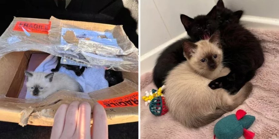 Мужчина спас котят, герой дня, котята в коробке, животные в коробке, коробка под колесами, оставили котят,
