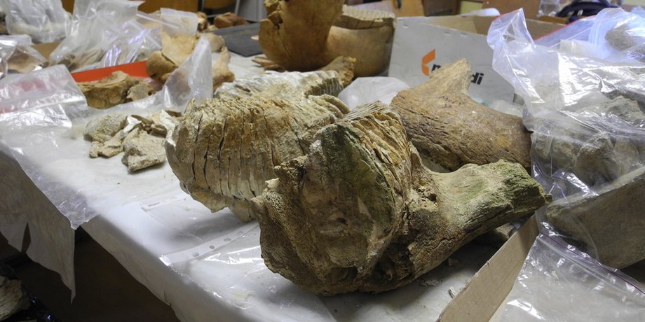 зуб мамонта, мамонт, 300 тысяч лет, черновицкая область