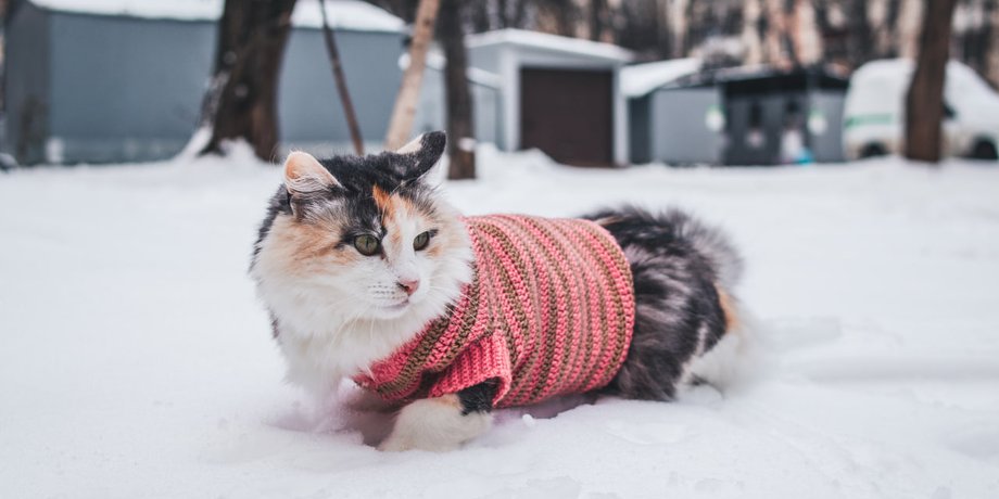 Зима