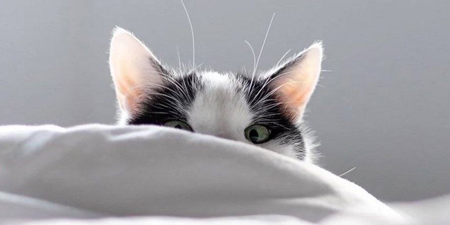 Кошка