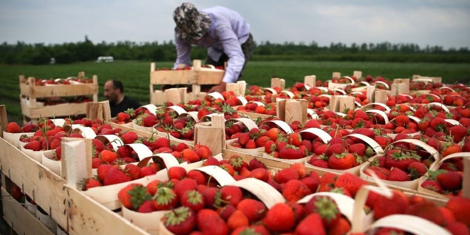 Клубника, ягоды, запрет на импорт клубники, продукты