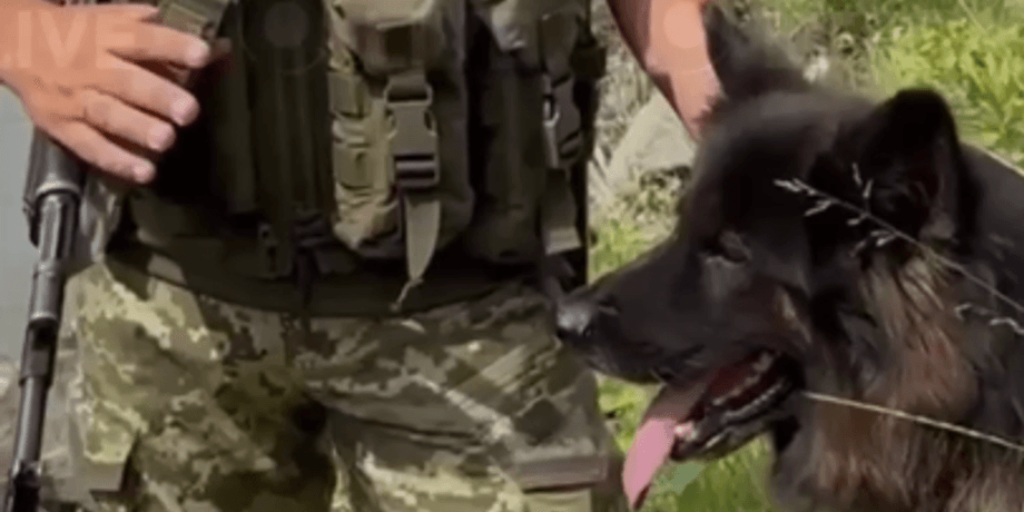 собака, кордон, дпсу, вівчарка, прикордонник, зброя