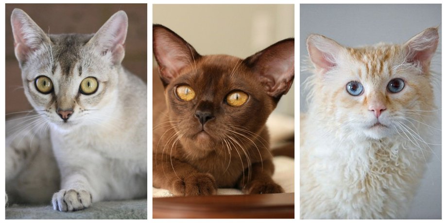 кошки