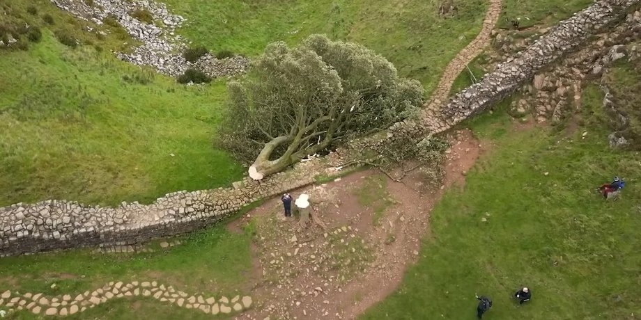 Sycamore Gap, дерево, робін гуд, зрубали дерево