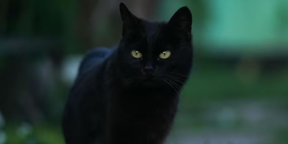 Дикая черная кошка, животные, хищники, находка, легенда стала правдой, интересные истории, уникальные звери