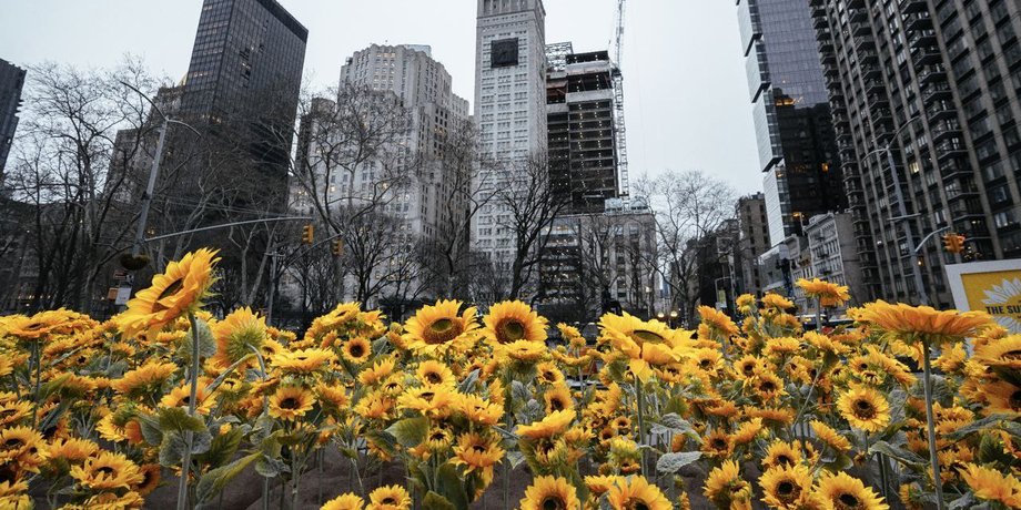 Flatiron Plaza, подсолнухи, нью-йорк, выставка подсолнухов