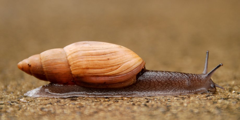 улитка, Euglandina rosea, раковина, фото
